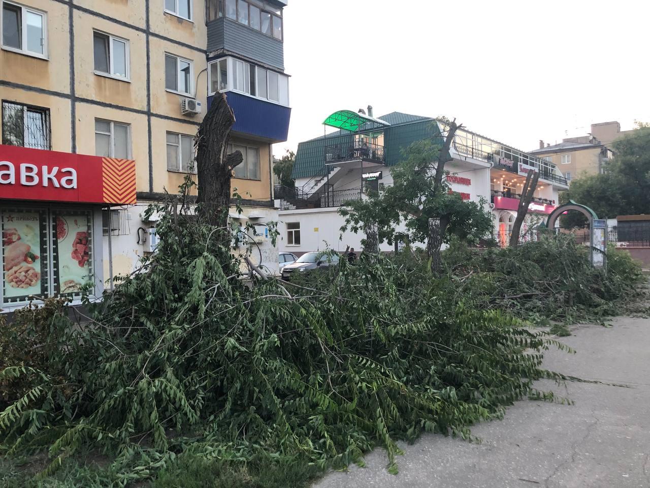 На Революционной с деревьев спилили всю зелень. Остались голые стволы 