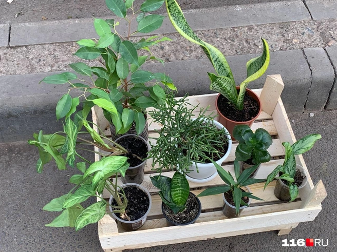 Вот так выглядели домашние растения | Источник: Ильгиз Шарифзянов / 116.RU