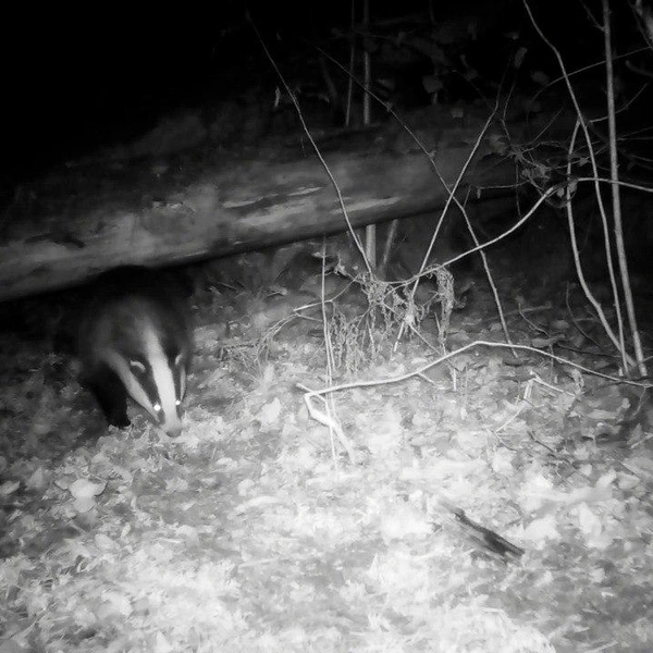 Источник: Каждой твари по паре / Телеграм