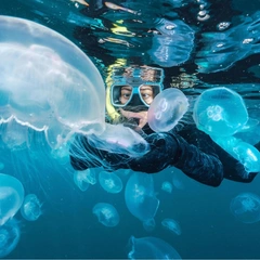 Кубомедуза и еще 7 смертельно опасных морских обитателей