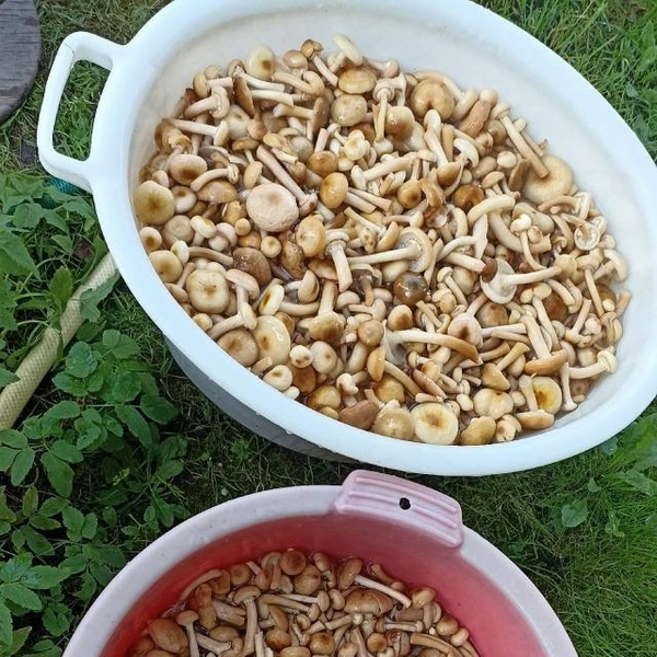 Источник: Horkovna Net / Грибы в Подмосковье 2025 / VK.com