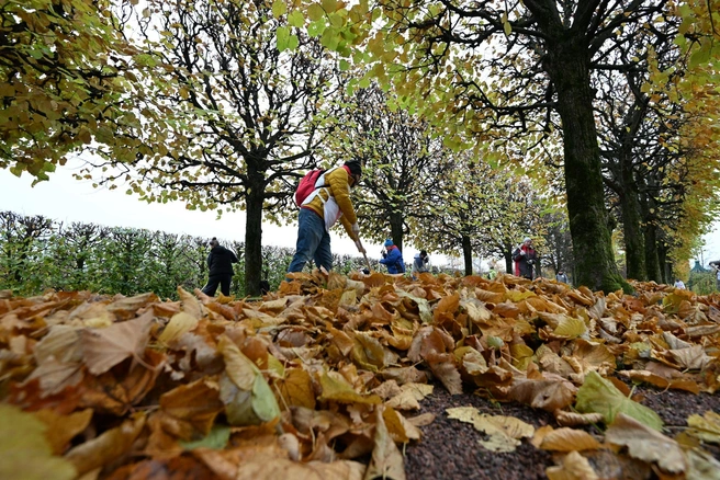 Волонтёры Setl Group помогают Петергофу подготовиться к зиме | Источник: ООО «Сэтл Групп»