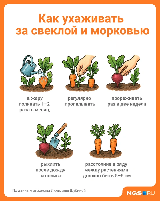 Грядки нужно регулярно пропалывать и рыхлить | Источник: Юрий Орлов / Городские медиа