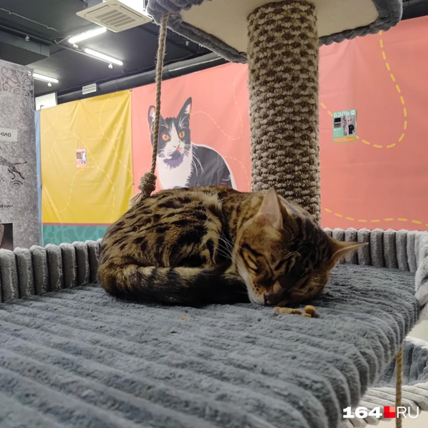 Источник: Сергей Гендин / 164.RU