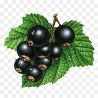 Аватарка Смородинка