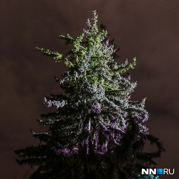 Источник: Наталья Бурухина / NN.RU