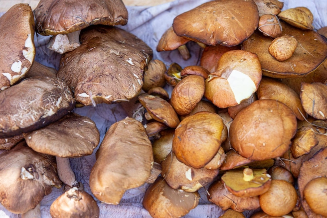 В первый раз отправляться за грибами лучше с опытным человеком | Источник: Илья Бархатов / 74.RU