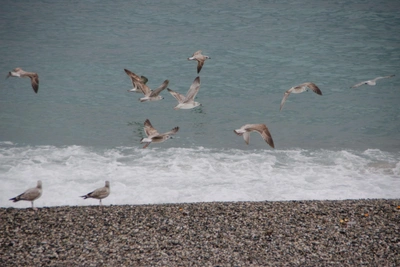 Police Hunt Sochi Man for Forced Sea Bathing