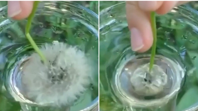 Веселый летний эксперимент: одуванчик отталкивает воду (видео)