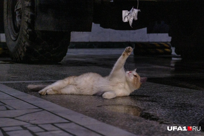 Да, я сама опасность, берегись, грызун! | Источник: Булат Салихов / UFA1.RU