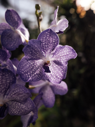 Сила орхидеи: Дом Guerlain представил инновационное уходовое средство Orchidee Imperiale