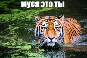 «Муся, это ты?»: как пропавшая кошка стала символом постиронии — подборка лучших мемов