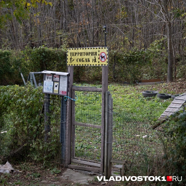 Источник: Елена Буйвол / VLADIVOSTOK1.RU