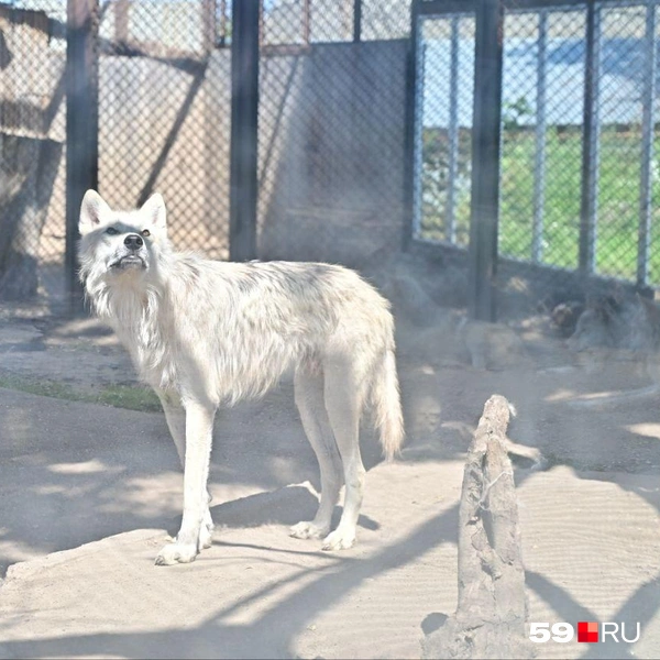 Источник: Василина Любимова / 59.RU 