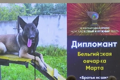 Овчарка Марта из Мичуринска получила почетный диплом