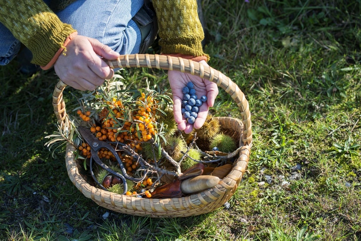 Какие ягоды собирать осенью