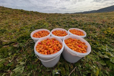 Photographer Reveals Where to Find Large Cloudberries
