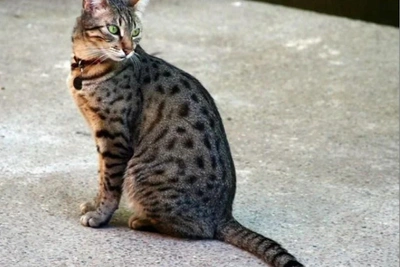 Бенгалка Света продается за 90 тысяч из-за конфликта с собакой