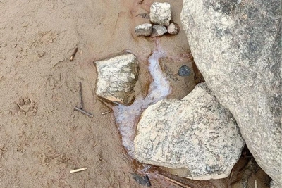 На побережье Невской губы замечены подозрительные пятна