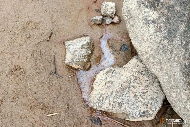На поверхности воды петербуржец заметил радужные разводы | Источник: читатель «Фонтанки» Михаил