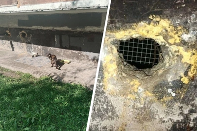 Тюменка спасает кошек из подвала, который замуровали