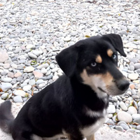 Аватарка Елена