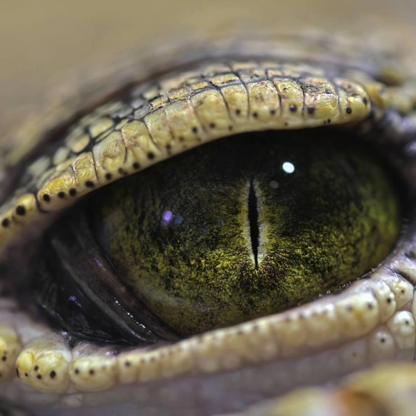 Источник: Ленинградский зоопарк