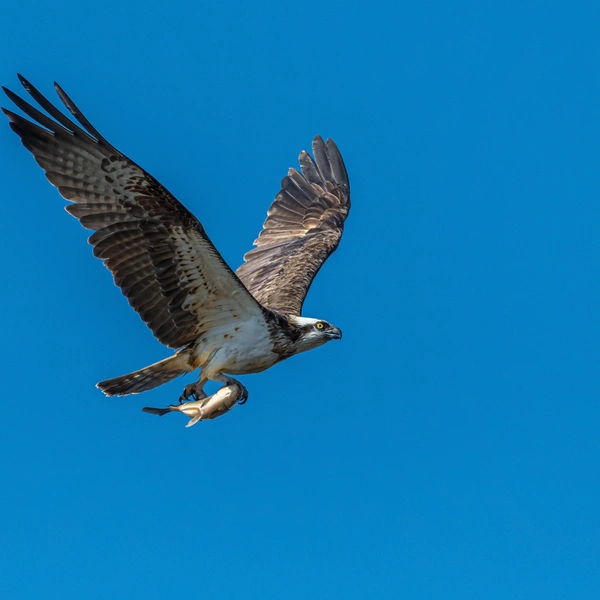 Хищник и его добыча | Источник: Игорь Воронин 