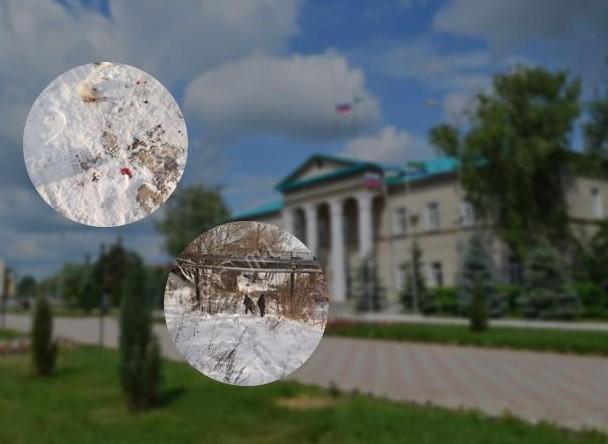 «Заманивают едой и убивают»: жители Мелеуза рассказали о детях, которые открыли охоту на уток