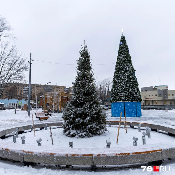 В парке поставили елочки для создания новогоднего настроения | Источник: Артем Бауман / 76.RU