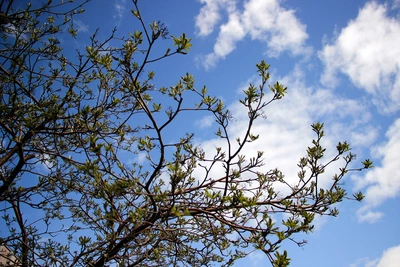 Как пережить сезон цветения без аллергии