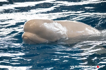 Источник: Елена Буйвол / VLADIVOSTOK1.RU