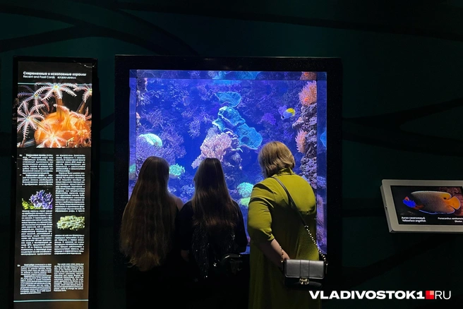 Хотите океанариум в Омске? | Источник: Елена Буйвол / VLADIVOSTOK1.RU