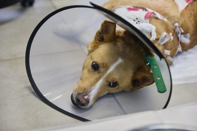 Депутаты предлагают изымать животных у жестоких владельцев