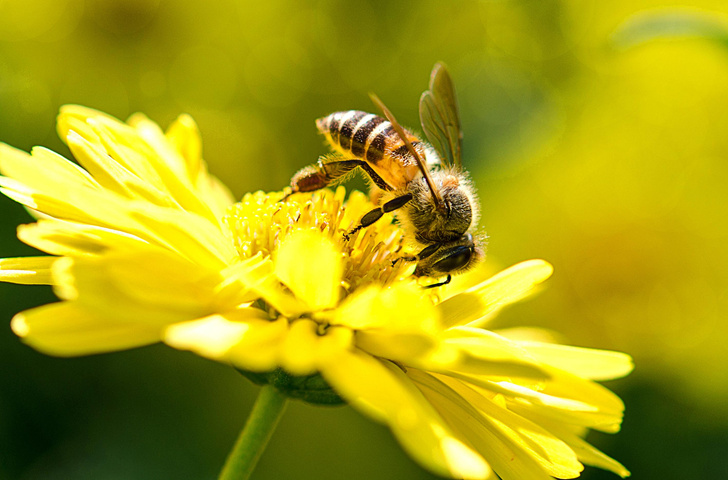 9 ярких фактов о цветочной пыльце, которые не вызовут у вас аллергию
