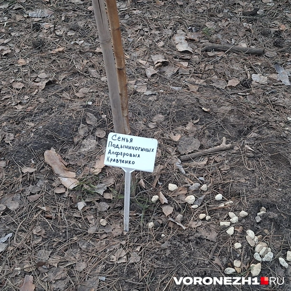 Источник: Алёна Воропаева / Voronezh1.ru