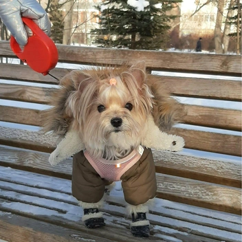 А если собачка не любит носить в мороз головные уборы, на помощь придет теплый капюшон | Источник: личный архив Елены Матвиенко