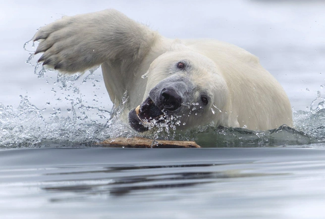 «Вижу цель — не вижу препятствий» — лозунг этого медведя | Источник: Tom Nickels / worldnaturephotographyawards.com