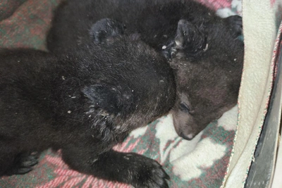 Медвежата-сироты в Приморье осваивают бутылочное кормление