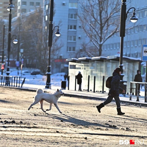 Пермяк выгуливает Акита-ину на Компросе возле остановки «ЦУМ» | Источник: Василина Любимова / 59.RU