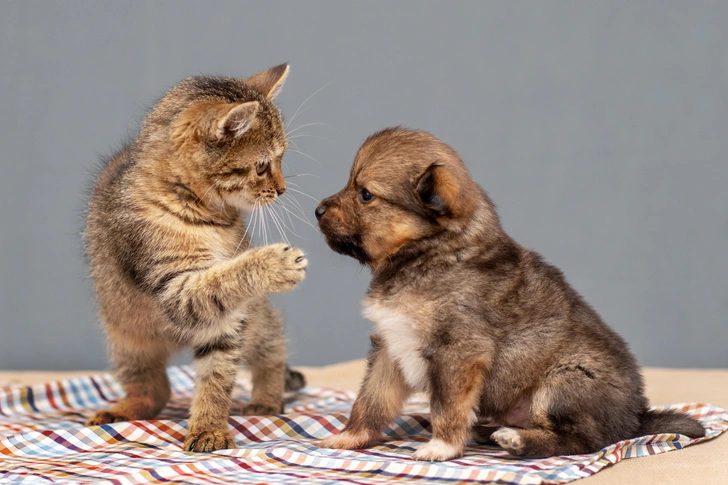 Источник: Shutterstock/Fotodom.ru