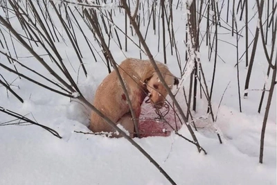 'Experienced Hellish Pain': Man Drags Dog 400 Meters by Car
