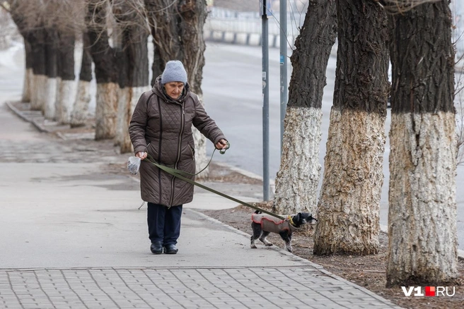 Хвостатые друзья повытаскивали хозяев из постели | Источник: Алексей Волхонский
