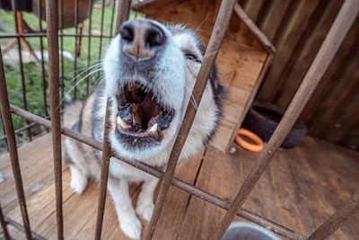 Две хаски убили 60 уток в Волгоградской области