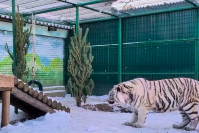 Tiger at Samara Zoo Unimpressed by Gifted Fir Trees in Video