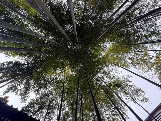 Бамбуковый лес — невероятное зрелище | Источник: личный архив