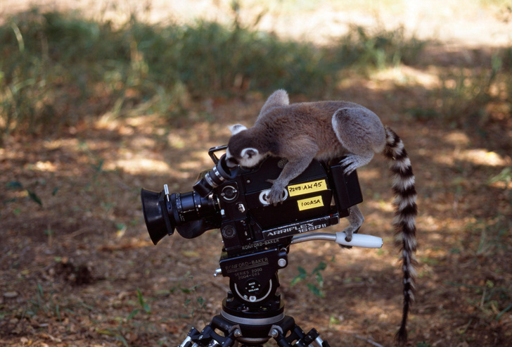«Камера, мотор, мяу!»: как снимают документальные фильмы о дикой природе