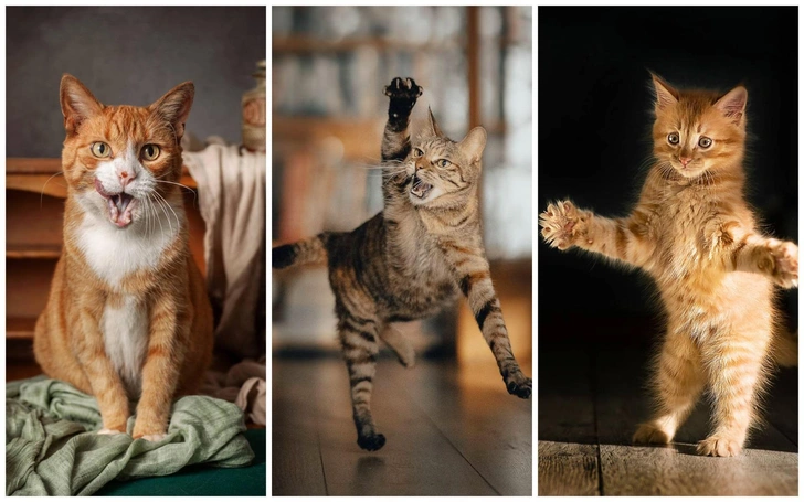 Кошка танцует, кошка кричит: 20 самых ярких снимков лауреатов ежегодной фотопремии 35awards, Всемирный день кошек, смешные фото кошек | Источник: Gertrude Goené, Liu Lock, Олег Гаричкин, 35awards