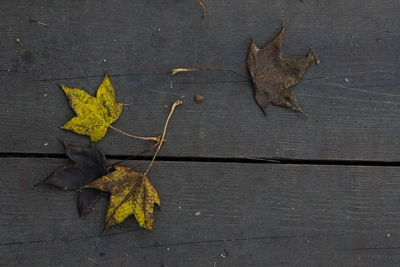 Синоптики: октябрь в Приморье будет холоднее обычного