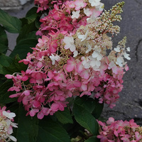 Аватарка Дарья|Солнце